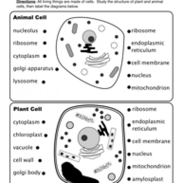 Plant Vs Animal Cell Worksheet