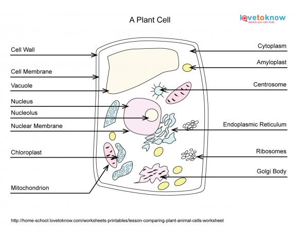 Basics Of Plant Cell Biology