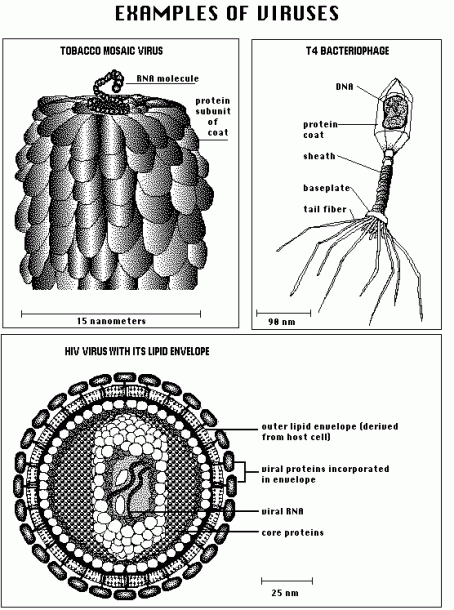 Biological Diversity I