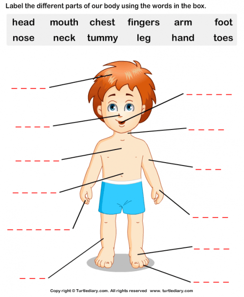 Human Body Parts Worksheet