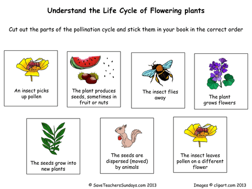 Life Cycle Of Flowering Plants  Worksheet  Pdf