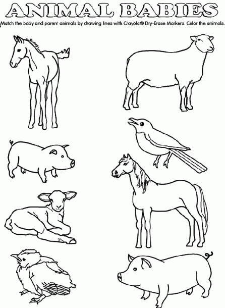 Match The Baby Animals To Their Parents By Drawing Lines With