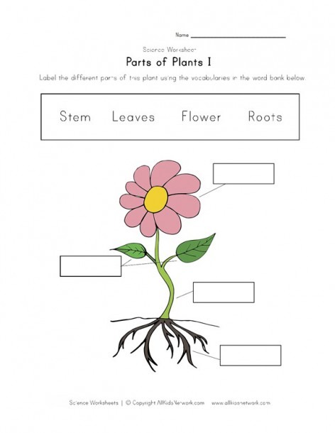 Parts Of A Plant Worksheet