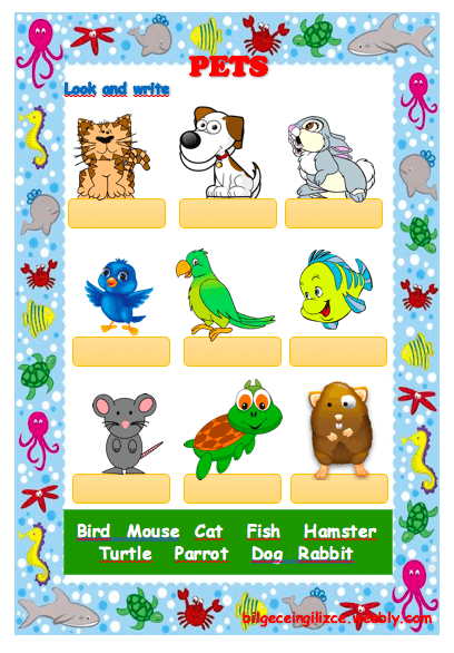 Pets Worksheet