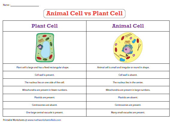 Plant Cell Vs Animal Cell