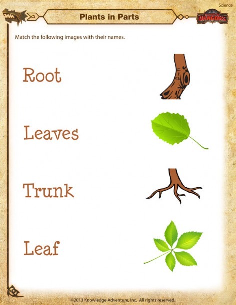 Plants In Parts Worksheet     Kindergarten Science Printable     Sod