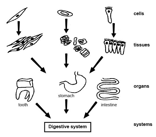 Anatomy And Physiology Of Animals Body Organisation