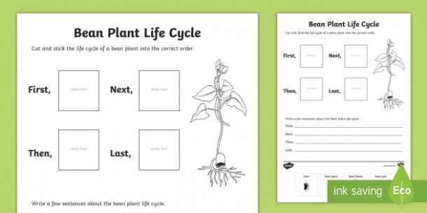 Bean Plant Life Cycle Sentence Writing Worksheet