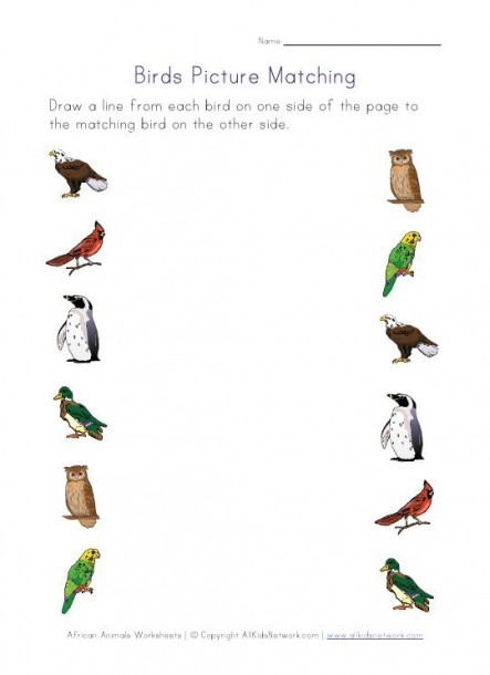 Bird Worksheets For Several Different Skills