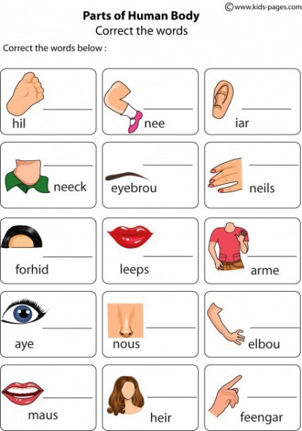 Body Parts Worksheets For Students