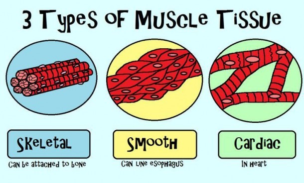 Draw And Label The Three Types Of Animal Muscles