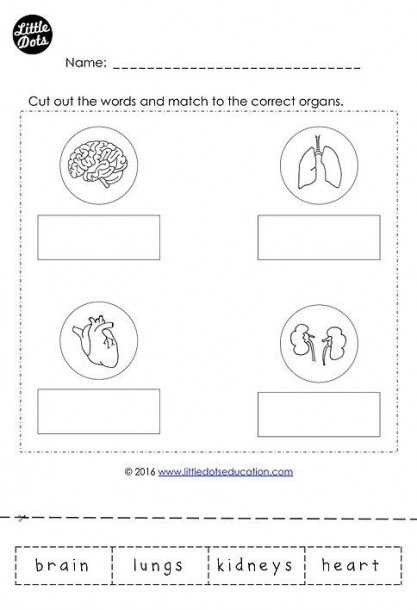 Free Internal Organs Worksheet For Kindergarten And Grade 1 Class