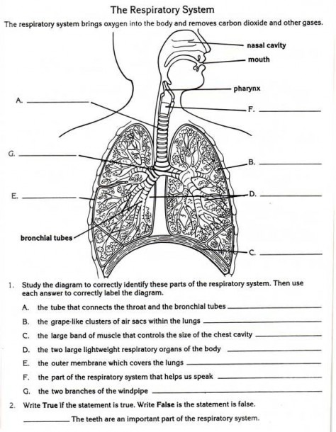 Free Lung Worksheets