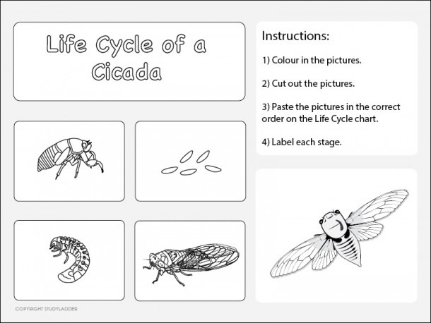 Life Cycle Of A Cicada Worksheet 2