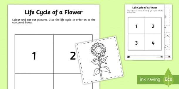 Life Cycle Of A Flower Cut And Paste Activity