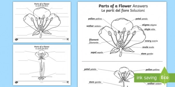 Parts Of A Plant And Flower Labeling Worksheet   Worksheet English