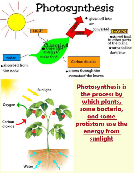 Plant Life Cycle Worksheet 4th Grade Science Olympiad