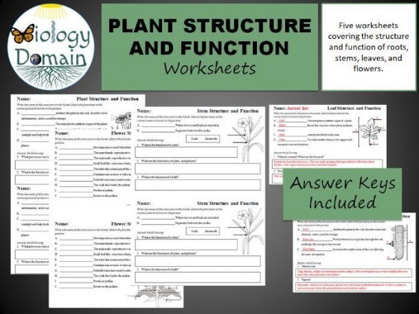 Plant Structure And Function Worksheets By Biologydomain