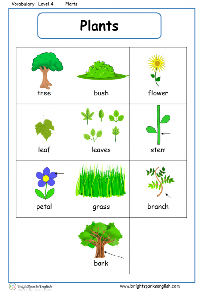 Plants English Vocabulary Worksheet     English Treasure Trove