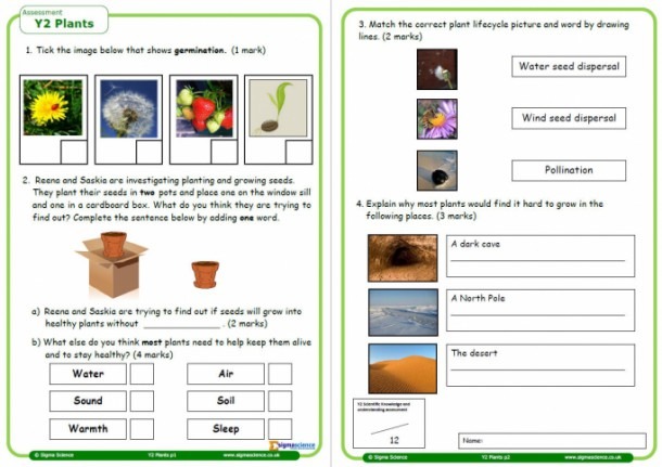 Plants Worksheet For Year 2 Science