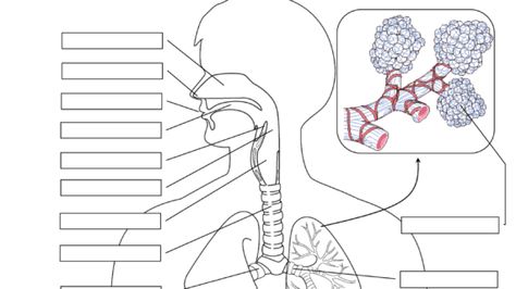 Respiratory System Printable Diagram Respiratory System