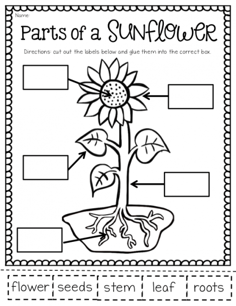 Plant Parts Worksheet 1st Grade