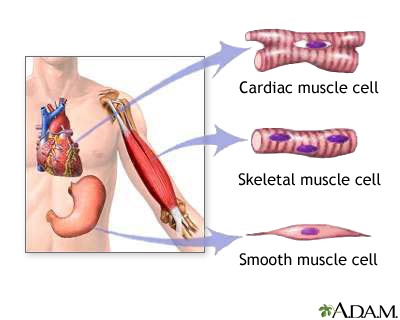 Types Of Muscle Tissue  Medlineplus Medical Encyclopedia Image