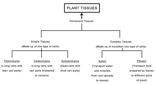 Types Of Plant Tissues