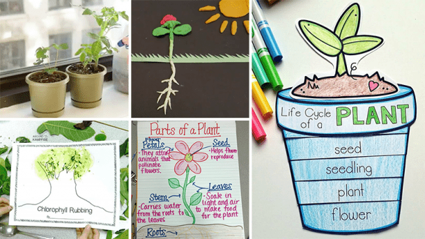 17 Creative Ways To Teach Plant Life Cycle