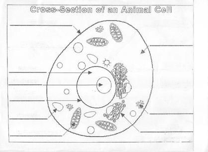 Animal Cell Parts Worksheet