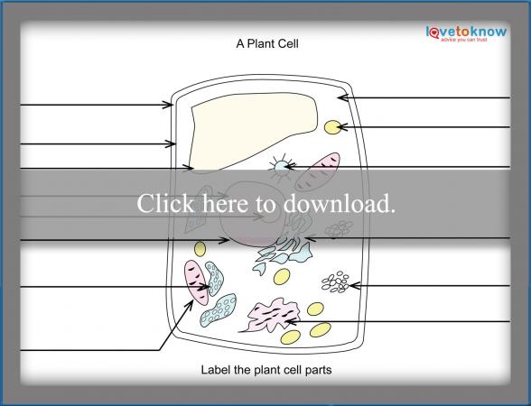 Basics Of Plant Cell Biology