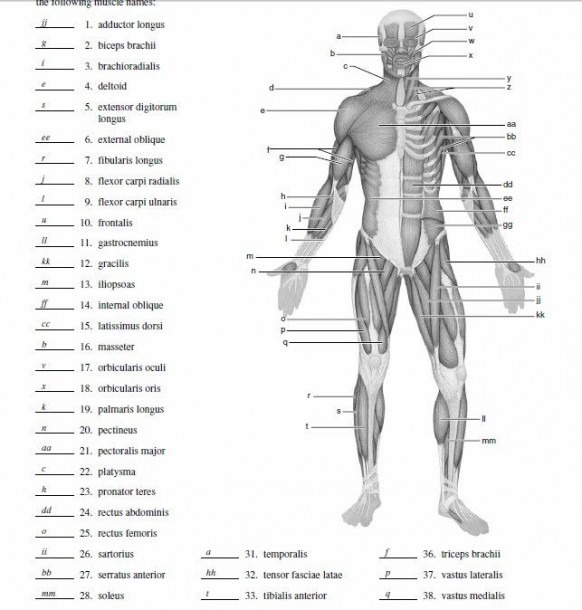 Blank Muscle Diagram To Label