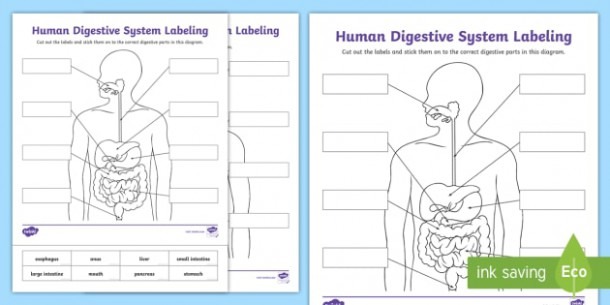 Human Digestive System Labeling Worksheet