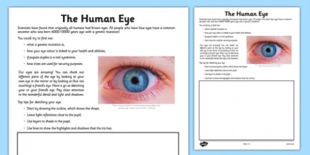 Human Eye Drawing Worksheet   Worksheet