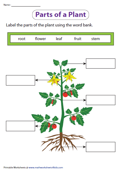 Identify The Parts Of A Plant Worksheet