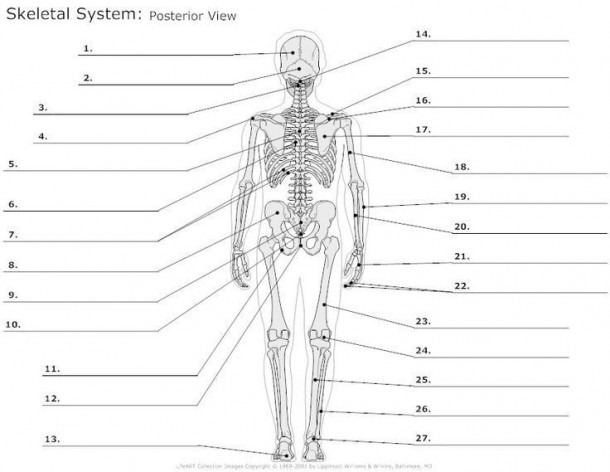 Image Result For Anatomy Labeling Worksheets