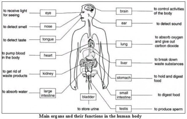 Internal Organs For Kids Free Internal Organs Worksheet