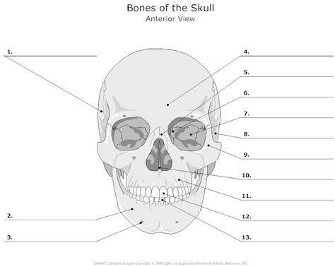 Learn The Bone Zone  Skull