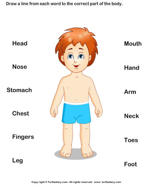 Parts Of Human Body Worksheet