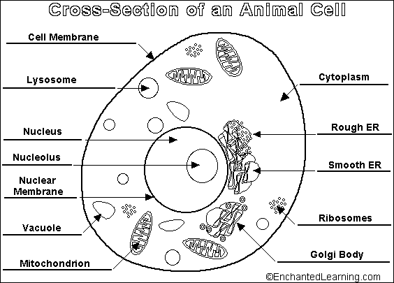 Animal Cell Worksheet Answers