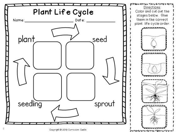 Plant Investigation Unit  All About Plants  Life Cycle And Needs