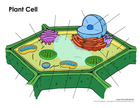 Printable Plant Cell Diagram     Labeled  Unlabeled  And Blank