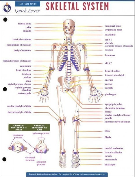 Printables High School Art Worksheets Human Body Skeletal System