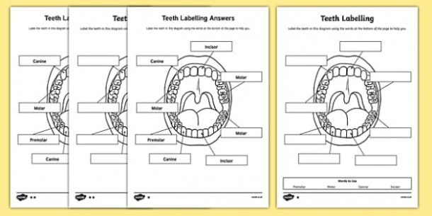 Teeth Labeling Worksheet