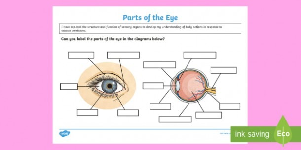 The Human Eye Labeling Activity