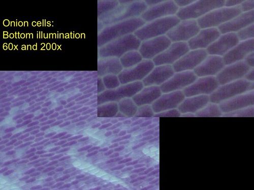 Red Onion Cells